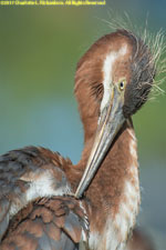 tricolored heron